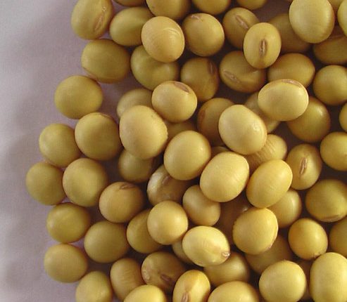 Soybeans-Soya-Bean-8-0mm-with-High