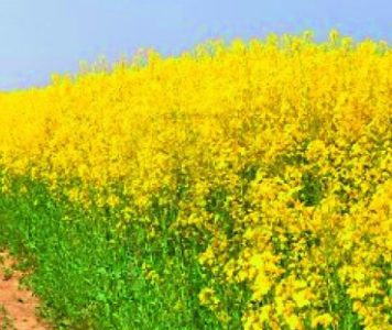 Mustard crop area rises by 50 pc in western UP wheat area down