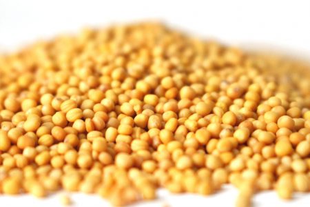 Mustard seed futures fall on weak demand